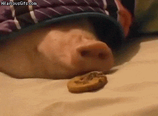 pig eating cookie